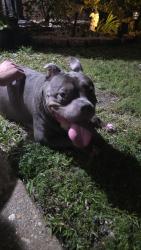Found/Stray Female Dog last seen Gulf beach hwy, Emerald Shores, FL 32507