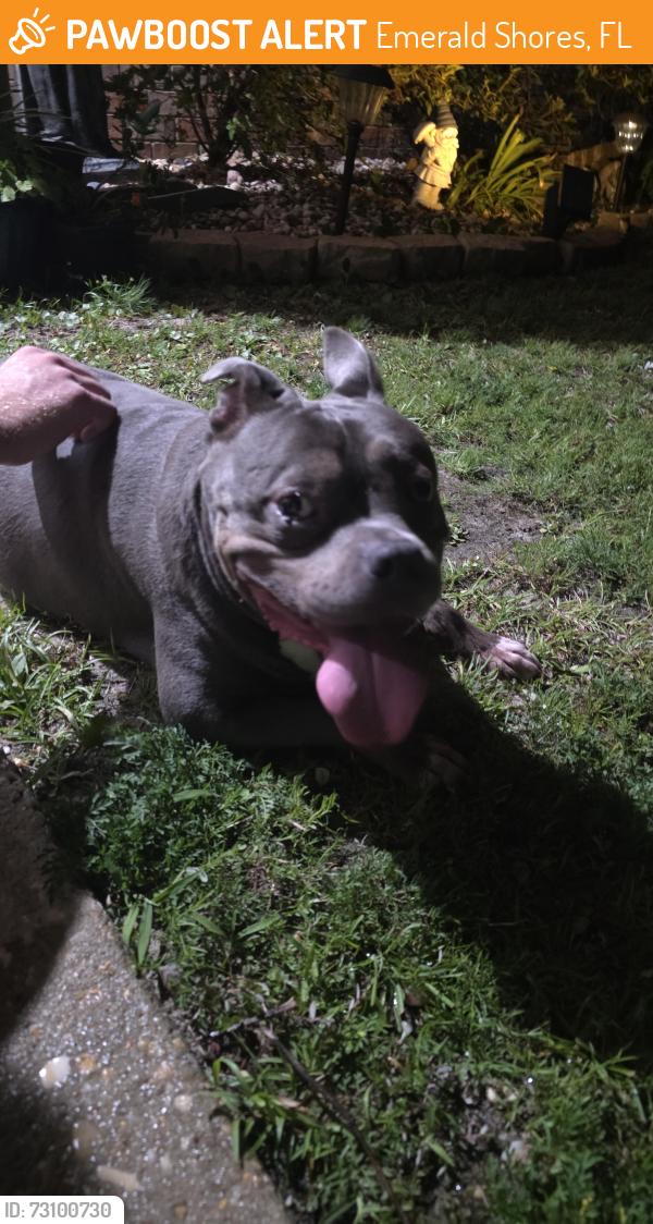 Found/Stray Female Dog last seen Gulf beach hwy, Emerald Shores, FL 32507