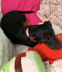 Lost Female Dog last seen Berry Ranch & Deer Crossing, Pearsall, TX 78061