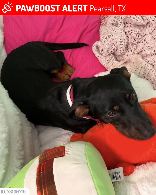 Lost Female Dog last seen Berry Ranch & Deer Crossing, Pearsall, TX 78061