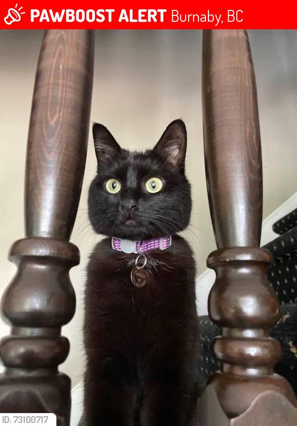 Lost Female Cat last seen Mahon ave bby , Burnaby, BC 