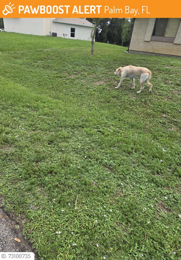Found/Stray Male Dog last seen Braddock Ave se, Palm Bay, FL 32909