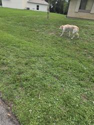 Found/Stray Male Dog last seen Braddock Ave se, Palm Bay, FL 32909