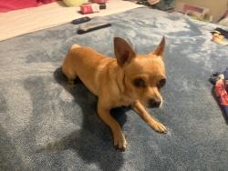 Found/Stray Male Dog last seen Mission and Buena vista, Pomona, CA 91767