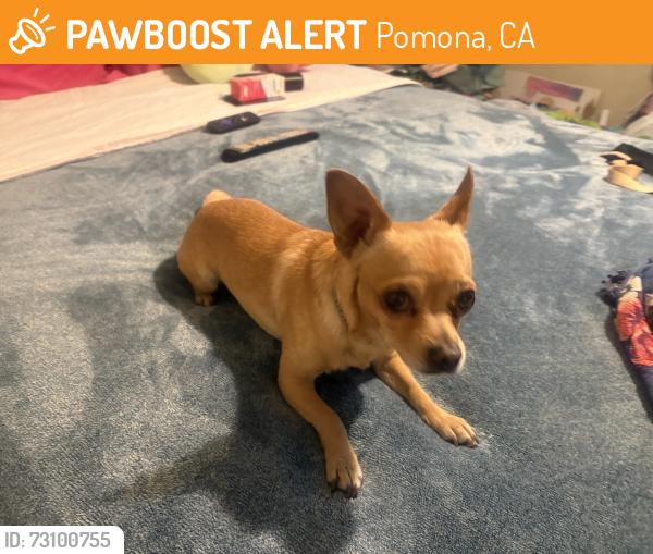 Found/Stray Male Dog last seen Mission and Buena vista, Pomona, CA 91767