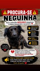Lost Female Dog last seen Rua Morretes 718, Portão, PR 80610-150