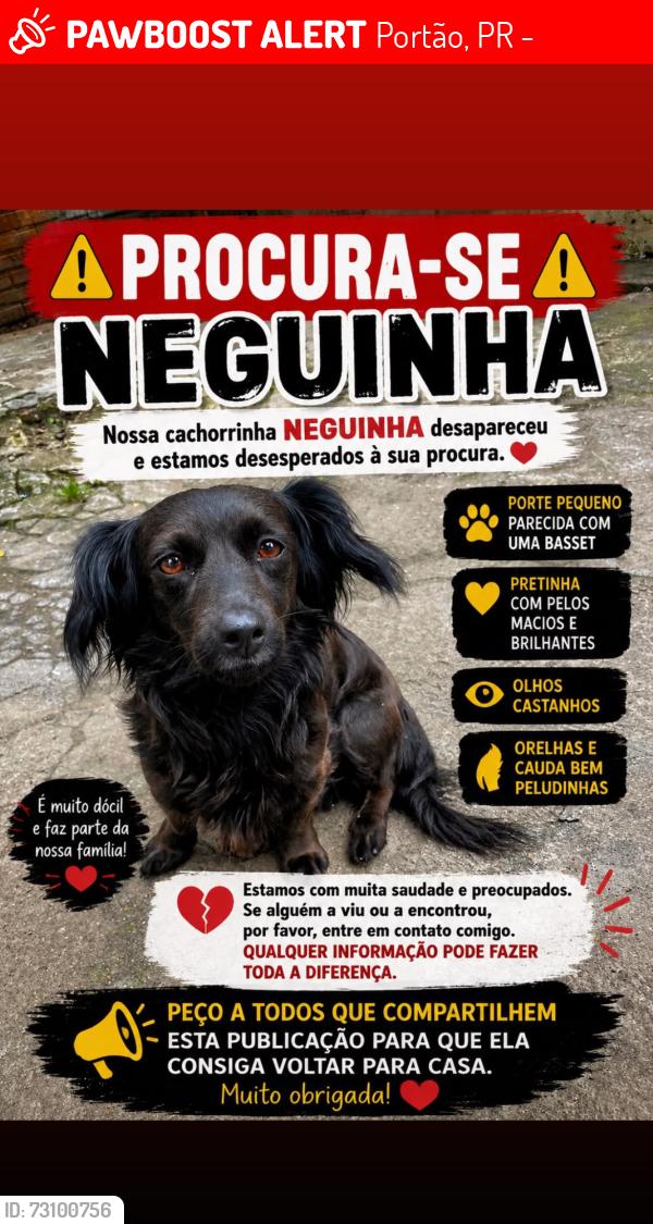 Lost Female Dog last seen Rua Morretes 718, Portão, PR 80610-150