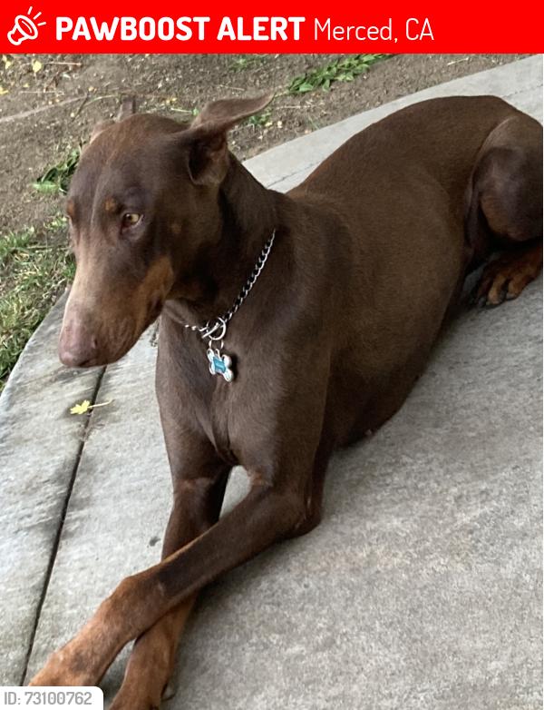 Lost Female Dog last seen Coffee & Merced, Merced, CA 95341