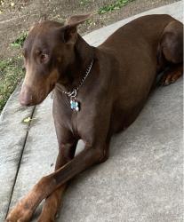 Lost Female Dog last seen Coffee & Merced, Merced, CA 95341