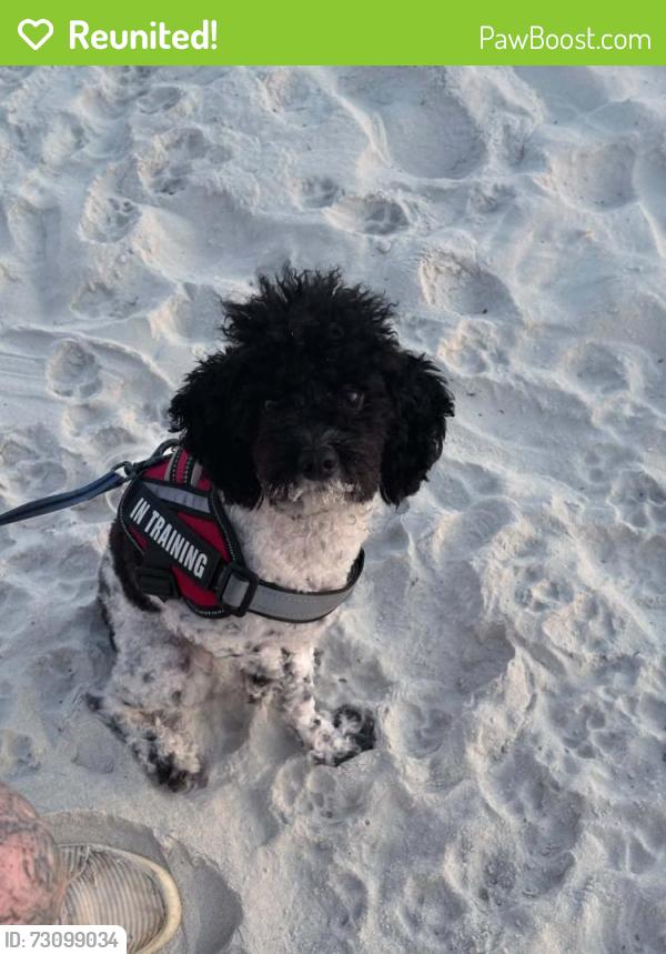 Reunited Male Dog last seen La Bella Inn, Daytona Beach, FL 32118