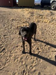 Found/Stray Female Dog last seen I ave, Hesperia, CA 92345