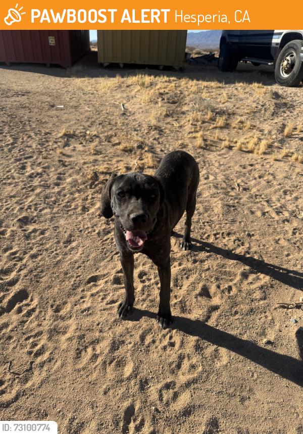 Found/Stray Female Dog last seen I ave, Hesperia, CA 92345