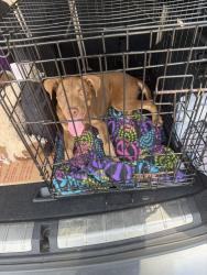 Found/Stray Female Dog last seen Alabama, Georgia state line, Waco, GA 30182
