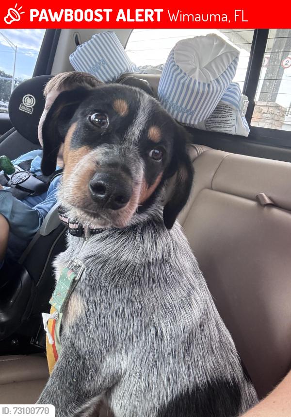 Lost Female Dog last seen Nettlow lane and Janes Dr, Wimauma, Wimauma, FL 33598