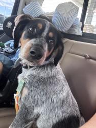 Lost Female Dog last seen Nettlow lane and Janes Dr, Wimauma, Wimauma, FL 33598