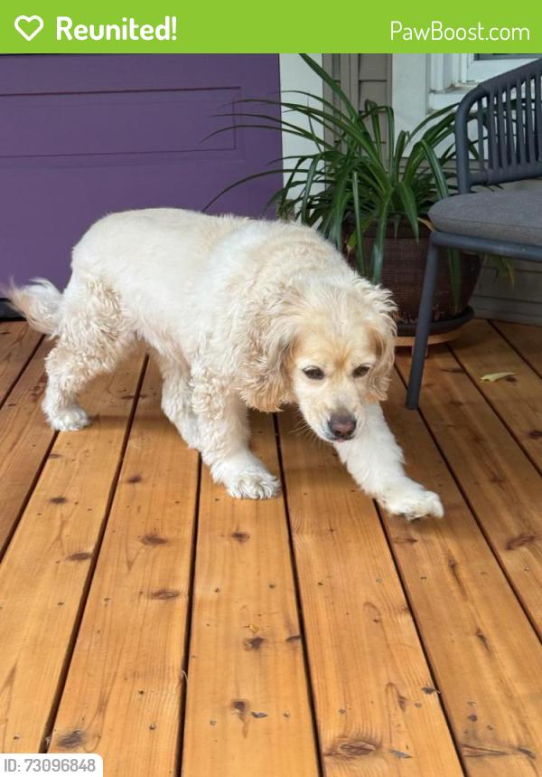 Reunited Unknown Dog last seen Clark and Cullom, Chicago, IL 60613