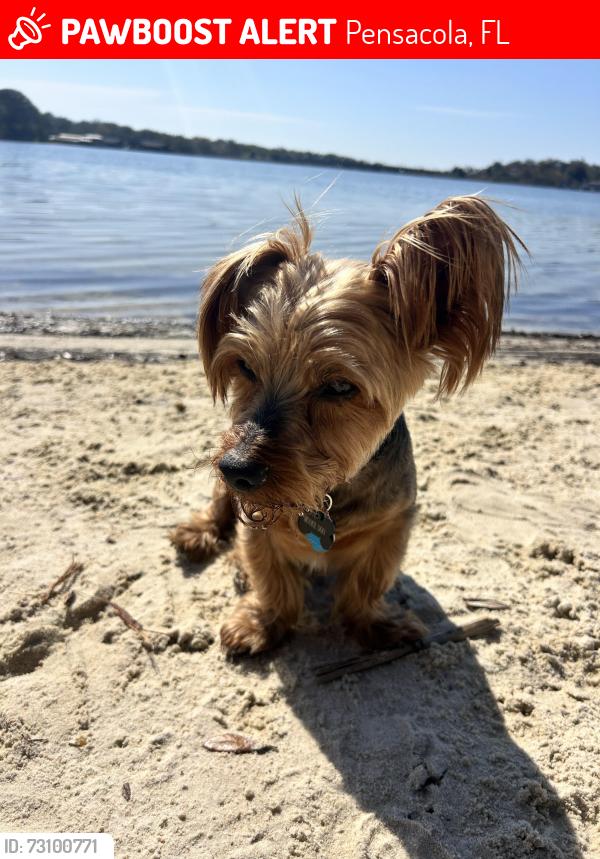 Lost Male Dog last seen Coral Creek, Pensacola, FL 32506