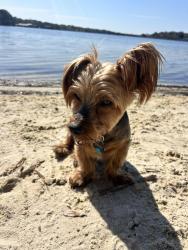 Lost Male Dog last seen Coral Creek, Pensacola, FL 32506
