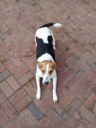 Lost Female Dog last seen Darby town and doran , Richmond, VA 23231