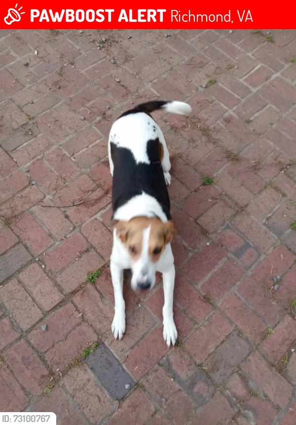 Lost Female Dog last seen Darby town and doran , Richmond, VA 23231