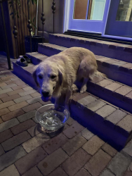 Reunited Male Dog last seen South 4th Avenue, Tucson, AZ 85713
