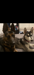 Reunited Female Dog last seen Near W Summit St Long Beach, CA 90810 United States, Long Beach, CA 90810