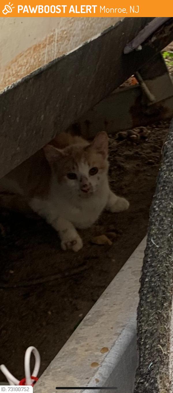 Found/Stray Unknown Cat last seen Copperfield dr and Corkery Ln, Monroe, NJ 08094