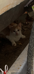 Found/Stray Unknown Cat last seen Copperfield dr and Corkery Ln, Monroe, NJ 08094