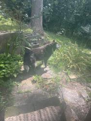 Reunited Unknown Dog last seen Lakeview drive - morganton point, Morganton, GA 30560