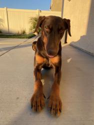 Lost Female Dog last seen Ramona Express and Sanderson, San Jacinto, CA 92582