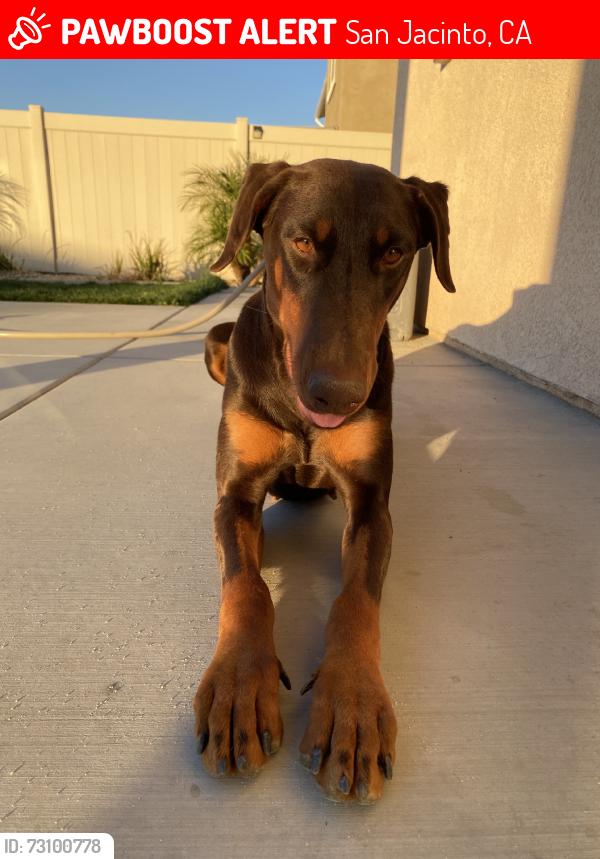 Lost Female Dog last seen Ramona Express and Sanderson, San Jacinto, CA 92582