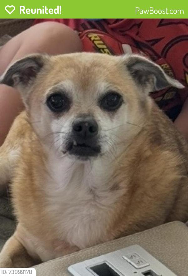 Reunited Female Dog last seen Bloomingdale x Culbreath , Valrico, FL 33596
