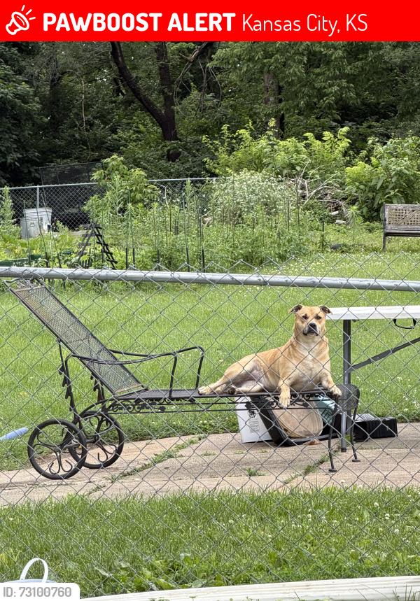 Lost Female Dog last seen Steel ave Kansas City KS 66103, Kansas City, KS 66106