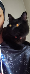 Reunited Male Cat last seen Near Hennepin Ave S by the Speed Way, Minneapolis, MN 55405