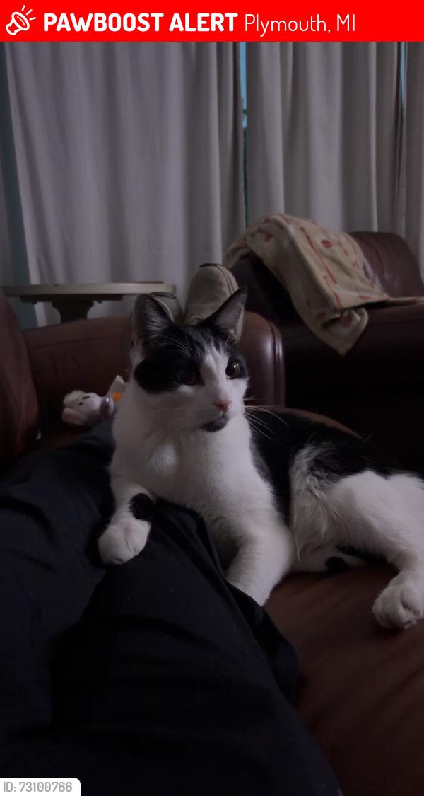 Lost Male Cat last seen Between North Territorial & 96, Plymouth, MI 48170