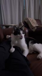 Lost Male Cat last seen Between North Territorial & 96, Plymouth, MI 48170