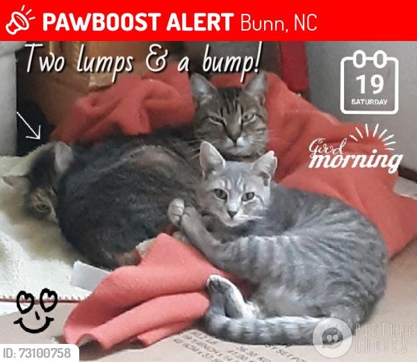 Lost Female Cat last seen William white and Ridge Crest drive, Bunn, NC 27508