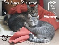 Lost Female Cat last seen William white and Ridge Crest drive, Bunn, NC 27508