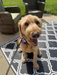 Reunited Unknown Dog last seen Lakeland Trails Neighborhood, Indianapolis, IN 46259