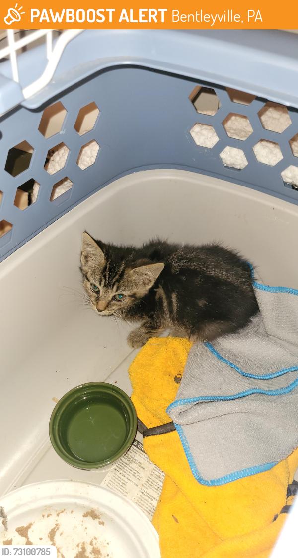 Found/Stray Unknown Cat last seen Fox's pizza, Bentleyville, PA 15314