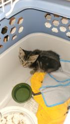 Found/Stray Unknown Cat last seen Fox's pizza, Bentleyville, PA 15314