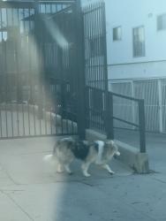 Found/Stray Unknown Dog last seen Occidental and 2nd St, Los Angeles, CA 90057