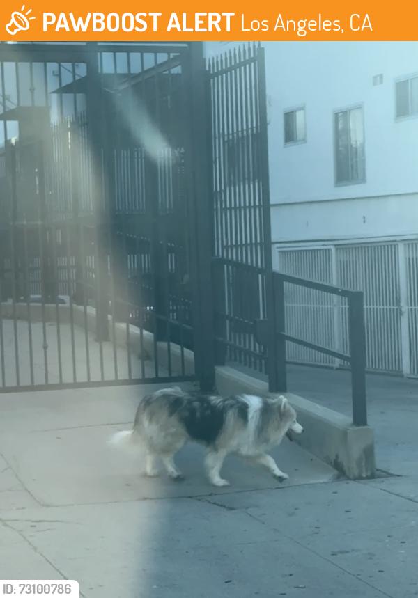 Found/Stray Unknown Dog last seen Occidental and 2nd St, Los Angeles, CA 90057