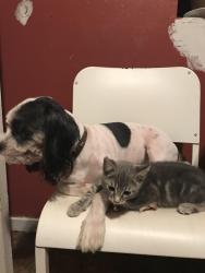 Lost Male Dog last seen Hill st, Waterbury, CT 06704