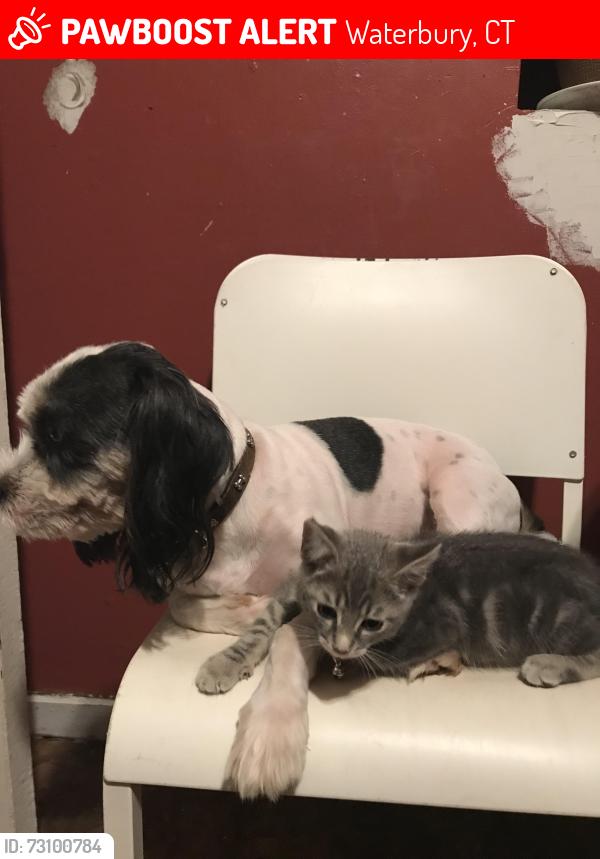 Lost Male Dog last seen Hill st, Waterbury, CT 06704