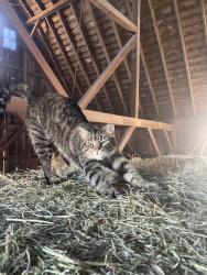 Reunited Male Cat last seen Burton terr, Glenview, IL 60025