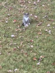 Lost Female Cat last seen Halleck road Morgantown wv, Morgantown, WV 26508