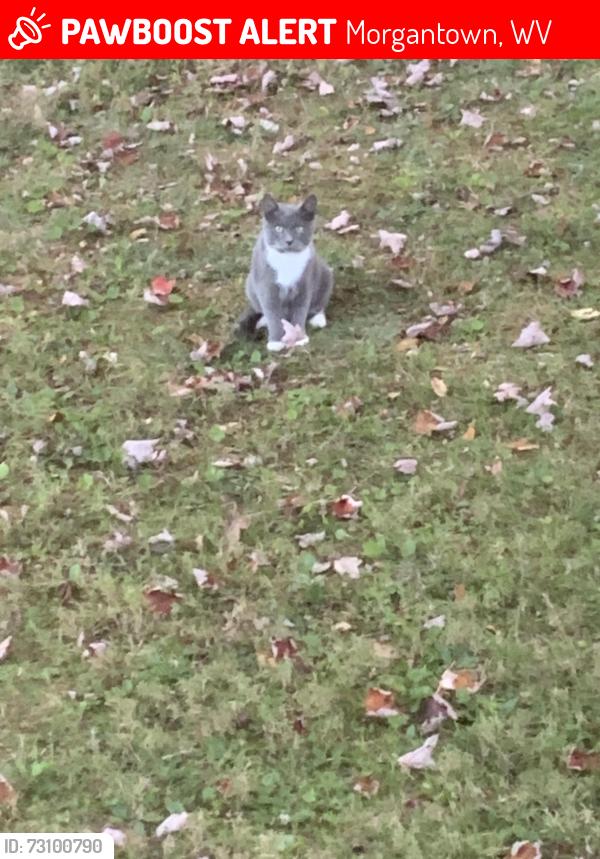 Lost Female Cat last seen Halleck road Morgantown wv, Morgantown, WV 26508