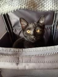 Lost Female Cat last seen Nord ave, Chico, CA 95926
