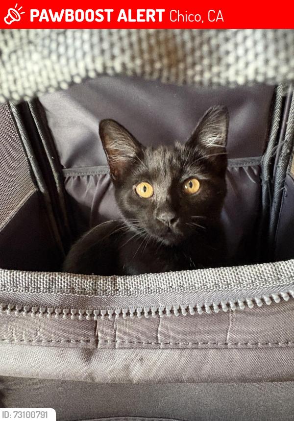 Lost Female Cat last seen Nord ave, Chico, CA 95926